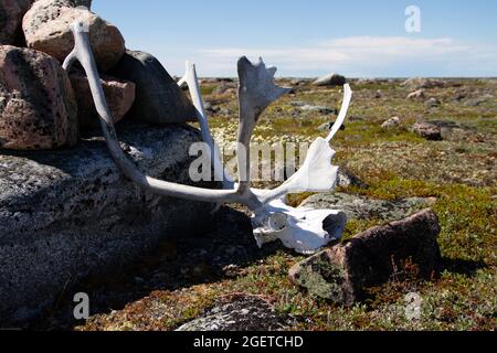 Corna caribou con scull parziale trovato su tundra artica in estate vicino ad un palo di roccia, Nunavut Foto Stock