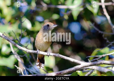 Femmina di Sooretama Slaty-Antshrike (Thamnophilus ambiguus) arroccato tra i rami. Mata de São João, Bahia; Brasile Foto Stock