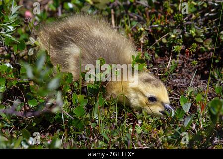 Carino foto di un primo piano di un giovane gosling nascosto tra le piante di tundra Foto Stock