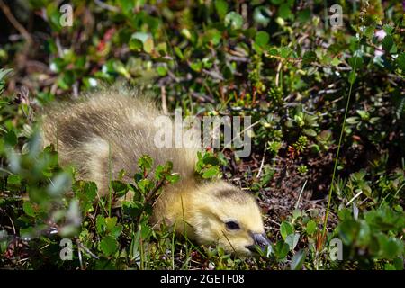 Carino foto di un primo piano di un giovane gosling nascosto tra le piante di tundra Foto Stock
