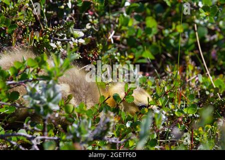 Un giovane gosling nascosto tra le piante di tundra nell'artico Foto Stock