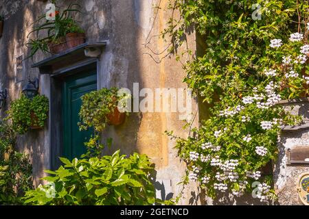 Particolare dell'ingresso di una vecchia casa nel villaggio di pescatori, circondata da piante in vaso fiorite in estate, Boccadasse, Genova, Liguria, Italia Foto Stock