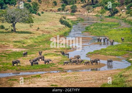 Grande allevamento di elefanti che attraversa un fiume in una valle enorme nel parco nazionale di serengeti, Tanzania Foto Stock