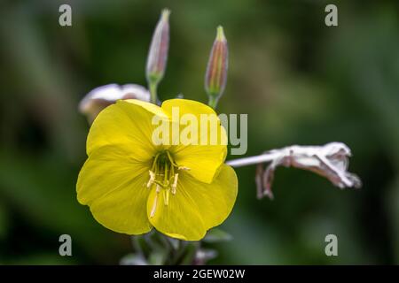 Serata primerose o Oenotha biennis fiore giallo aperto in una serata estiva Foto Stock