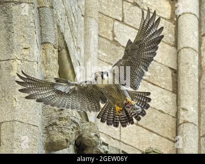 Female Peregrine Falcon (Falco peregrinus) in volo, Cambridgeshire, Inghilterra Foto Stock