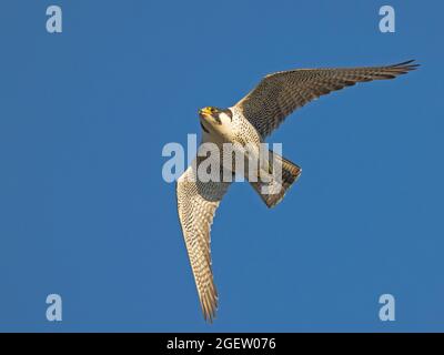 Female Peregrine Falcon (Falco peregrinus) in volo, Cambridgeshire, Inghilterra Foto Stock
