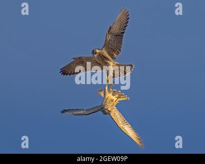 Due giovani Peregrine Falcon (Falco peregrinus) talon grappling, Cambridgeshire, Inghilterra Foto Stock