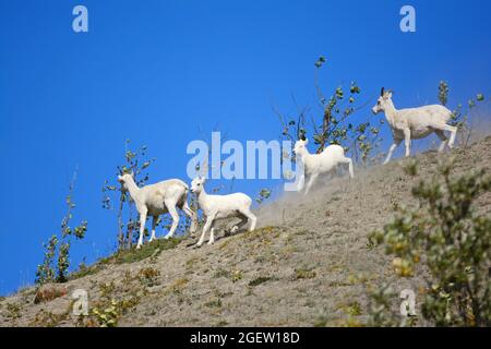 Pecora, madre e figlio, Yukon Foto Stock