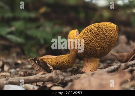 Primo piano di due funghi selvatici (Rheubarbariboletus armeniacus) su un campo Foto Stock