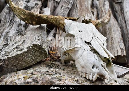 Testa di scheletro di una mucca Foto Stock