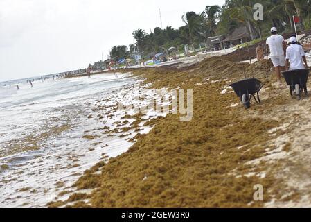 Sargazo sulla spiaggia messicana durante le vacanze a Quintana Roo, Messico Foto Stock
