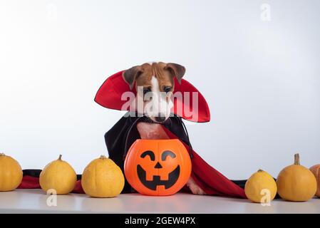 Cane in un mantello di vampiro e jack-o-lanterna su sfondo bianco. Halloween Jack Russell Terrier in costume Conte Dracula Foto Stock