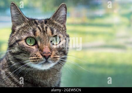 Bel gatto con occhi gialli da vicino Foto Stock