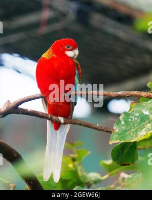 pappagallo o parakeetis di rosella orientale, originario del sud-est del continente australiano e della Tasmania. Foto Stock