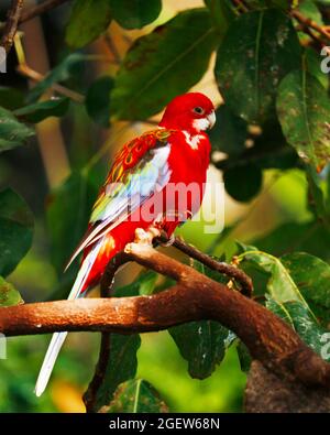 pappagallo o parakeetis di rosella orientale, originario del sud-est del continente australiano e della Tasmania. Foto Stock