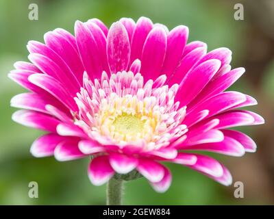 Una margherita di gerbera rosa con un centro giallo e punte bianche del petalo. Foto Stock