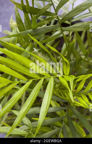 Primo piano di una palma al coperto-Crysalidocarpus Lutescens Areca piante in una stanza Foto Stock