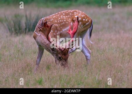 Duelmen, NRW, Germania. 21 Agosto 2021. Una dama (dama dama) con un velluto sparso di sangue. Ogni anno, cervo maschio ha versato la pelle di velluto una volta che le loro formiche sono completamente cresciute. Sangue e pelle sanguinosa può essere visto durante questo tempo come corna di velluto sono ancora circolati fino a quando la pelle è sparso, tuttavia lo spargimento non è doloroso per gli animali. Credit: Imagplotter/Alamy Live News Foto Stock