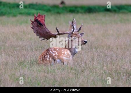 Duelmen, NRW, Germania. 21 Agosto 2021. Una dama (dama dama) con un velluto sparso di sangue. Ogni anno, cervo maschio ha versato la pelle di velluto una volta che le loro formiche sono completamente cresciute. Sangue e pelle sanguinosa può essere visto durante questo tempo come corna di velluto sono ancora circolati fino a quando la pelle è sparso, tuttavia lo spargimento non è doloroso per gli animali. Credit: Imagplotter/Alamy Live News Foto Stock