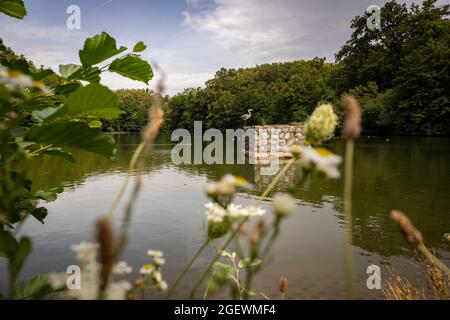 Airone grigio che sorge sulla struttura in pietra nel lago situato a Maksimir, uno dei parchi più antichi e uno dei più grandi della città di Zagabria, Croazia Foto Stock