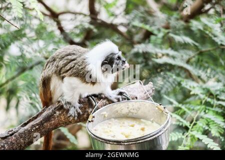 Primo piano di una scimmia di tamarine con tappo in cotone Foto Stock
