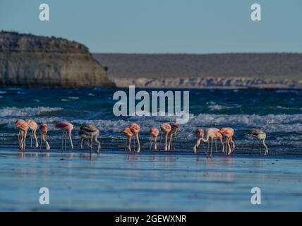 I fenicotteri si radunano nella linea di cosata, Peninsula Valdes, Provincia di Chubut, Patrimonio Mondiale dell'UNESCO, Patagonia Argentina. Foto Stock