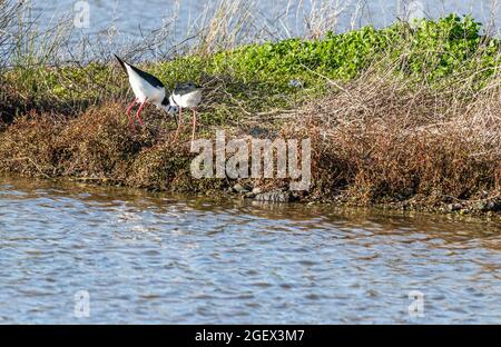 Coppia di palafitte pied su un'isola in una riserva Foto Stock