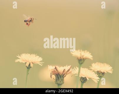 Ape su un fiore selvatico, nella campagna di Pampas, provincia la Pampa, Patagonia, Argentina. Foto Stock