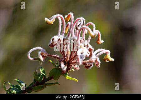 Australian Grey Spider fiore pianta Foto Stock