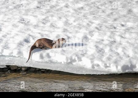 Una lontra sul fondo innevato accanto al fiume Lamar nel Parco Nazionale di Yellowstone; data: 26 aprile 2013 Foto Stock