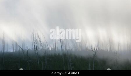 I raggi del sole brillano attraverso uno strato spesso di nebbia creato dalle caratteristiche termali il sole che stride a vapore a Roaring Mountain; Data: 11 ottobre 2005 Foto Stock