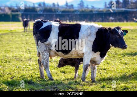 Un bambino neonato vitello cerca la sua prima bevanda di colostro da sua madre in un campo di vacche da latte incinte, Canterbury, Nuova Zelanda Foto Stock