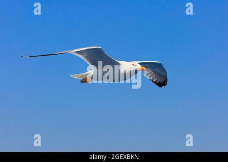 Seagull che vola lungo la splendida costa di Spalato, Croazia Foto Stock