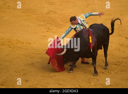 Malaga, Spagna. 21 Agosto 2021. Il bullfighter spagnolo Jose Antonio Ferrera esegue un passo ad un toro durante una corrida a la Malagueta bullring.Bullfighting è una tradizione controversa in Spagna criticata da organizzazioni a favore dei diritti degli animali a causa della crudeltà corride. (Foto di Jesus Merida/SOPA Images/Sipa USA) Credit: Sipa USA/Alamy Live News Foto Stock