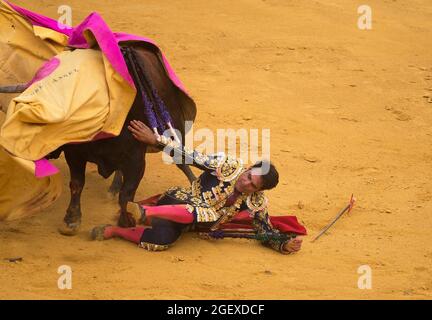 Malaga, Spagna. 21 Agosto 2021. Il corazzatore spagnolo Salvador Vega è orchito da un toro durante una corrida a la Malagueta bullring.Bullfighting è una tradizione controversa in Spagna criticata da organizzazioni a favore dei diritti degli animali a causa della crudeltà corride. (Foto di Jesus Merida/SOPA Images/Sipa USA) Credit: Sipa USA/Alamy Live News Foto Stock