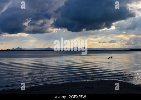 Due uccelli che volano in basso sopra l'acqua vicino al tramonto sotto un cielo drammatico ominoso pioverà cadendo sulle montagne lontane - l'isola di Bribie Australia Foto Stock