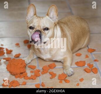 Frenchie maschio marrone chiaro di 5 anni con volto colpevole accanto alla palla di schiuma strappata. Secondo la scienza, i cani strappano le cose in su per divertimento o per alleviare la noia. Foto Stock