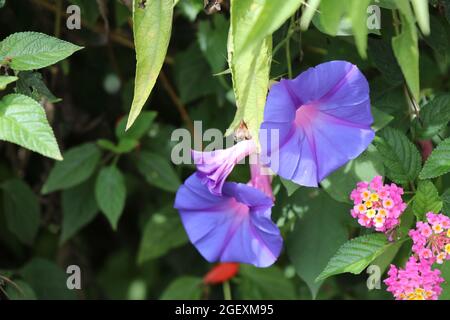 Fiori blu in fiore/ sfondi fiori blu/foto fiori blu/immagini fiori sfocati Foto Stock