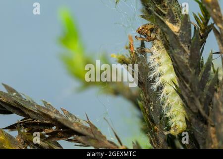 Larva (Hydropsyche) a rete di caddisfly Foto Stock