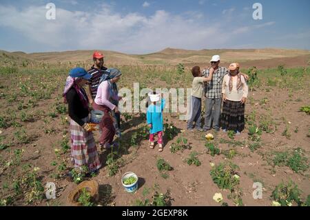 Economia e agricoltura in Turchia Famiglia contadina che lavora in un settore vegetale nell'Anatolia Centrale Foto Stock