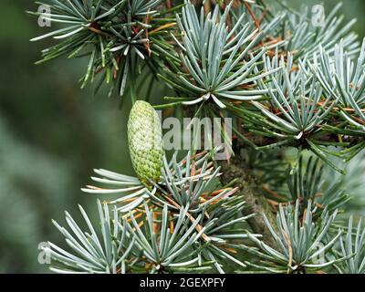 Piccolo cono su un albero di cedro blu dell'Atlante Foto Stock