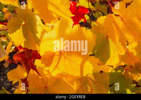 Primo piano foglia gialla d'uva su sfondo sfocato. Sfondo autunnale colorato. Foglie esposte alla luce del sole dal basso. Uve mature, il concetto di Foto Stock