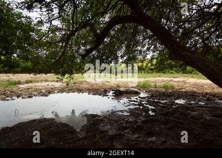 Un bufalo sta riposando nel fango paludoso Foto Stock