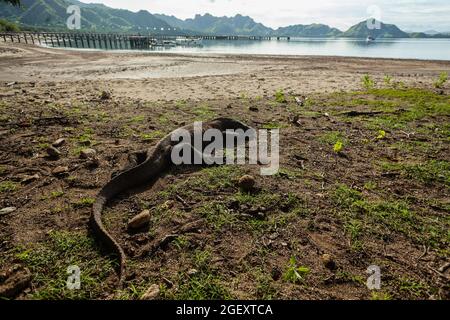 Drago Komodo sdraiato a terra Foto Stock