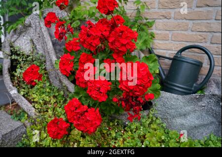 Una bella bolletta rossa in una piantatrice di pietra si trova di fronte ad un muro di pietra. Accanto alla pianta è un grigio scuro annaffiatoio di plastica. Foto Stock