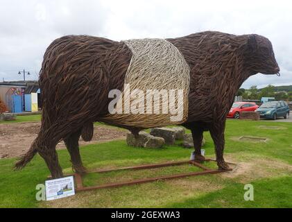 Kelton, la scultura di una tonnellata di rickerwork di un toro di razza Galloway Belted, in mostra & Kirkcudbright Agosto 2021. Riconosciuto come razza distintiva nel 1929, il Belled Galloway è una razza scozzese tradizionale di bovini da carne. È derivato dal bestiame Galloway della regione Galloway della Scozia sud-occidentale, il Galloway Belted ha sofferto pesantemente durante l'epidemia di afta epizootica nelle isole britanniche nel 2001 ed era per un tempo una razza a rischio. Foto Stock