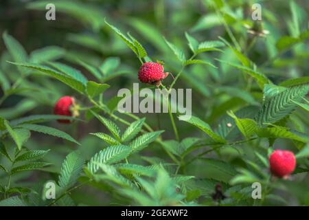 Fragola tibetana-lampone, bacca. Roseleaf Rubus rosifolius. Primo piano sullo sfondo delle foglie Foto Stock