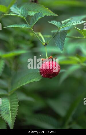 Fragola tibetana-lampone, bacca. Roseleaf Rubus rosifolius. Primo piano sullo sfondo delle foglie Foto Stock