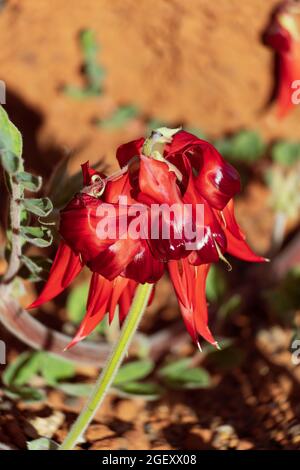 La Sturt Desert Pea Foto Stock