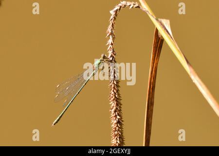 Willow Smeraldo Damselfly poggiato su un fronte di semi d'erba. Inghilterra, Regno Unito. Foto Stock